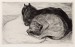 Two Sleeping Cats _1914_.jpg